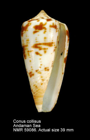 Conus collisus.jpg - Conus collisusReeve,1849